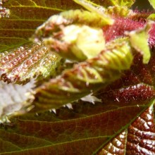 Corylus avellana