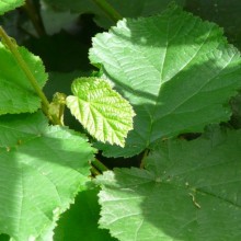 Corylus avellana