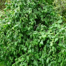 Corylus avellana 'Tortuosa'