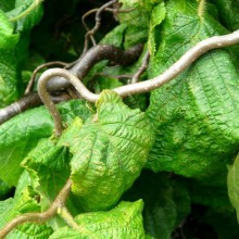 Corylus avellana 'Tortuosa'