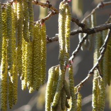 Corylus colurna