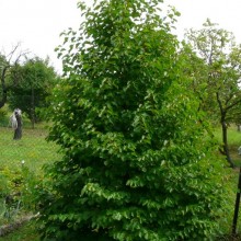 Corylus colurna