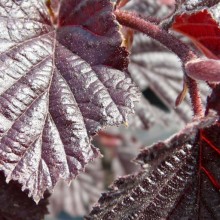 Corylus maxima 'Purpurea'