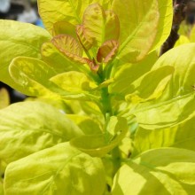 Cotinus coggygria 'Golden Spirit'