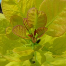 Cotinus coggygria 'Golden Spirit'
