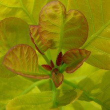 Cotinus coggygria 'Golden Spirit'