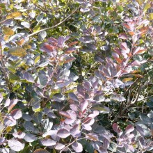 Cotinus coggygria 'Royal Purple'