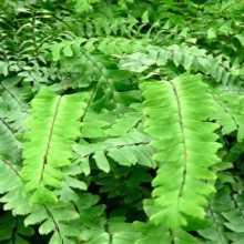 Adiantum pedatum