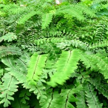 Adiantum pedatum