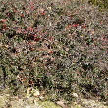 Cotoneaster conspicuus