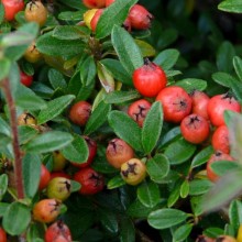 Cotoneaster conspicuus