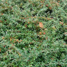 Cotoneaster conspicuus