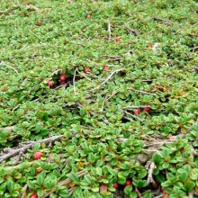 Cotoneaster procumbens 'Streibs Findling'