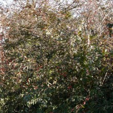 Cotoneaster salicifolius floccosus