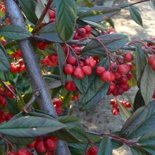 Cotoneaster salicifolius floccosus