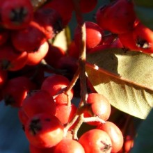 Cotoneaster salicifolius floccosus