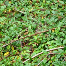 Cotoneaster salicifolius 'Repens'