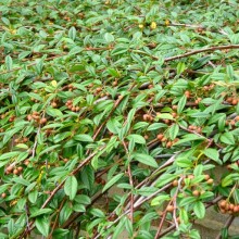Cotoneaster salicifolius 'Repens'