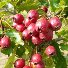 Crataegus