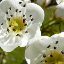 Crataegus beata