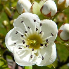 Crataegus beata