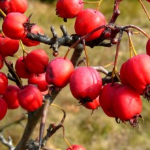 Crataegus gravis