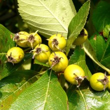 Crataegus lavallei 'Carrierei'