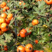 Crataegus tanacetifolia