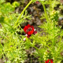 Adonis aestivalis