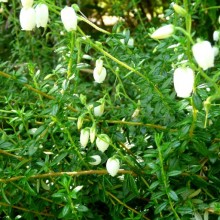 Daboecia cantabrica 'Alba'