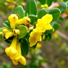 Daphne calcicola