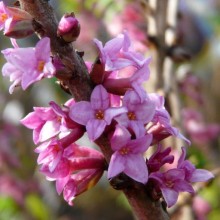 Daphne mezereum 'Rubra'