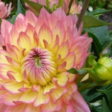 Dahlia pinnata