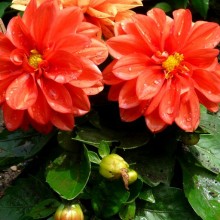 Dahlia pinnata