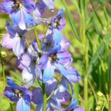 Delphinium x cultorum 'Ouverture'