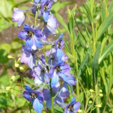 Delphinium x cultorum 'Ouverture'
