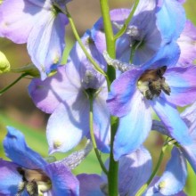 Delphinium x cultorum 'Ouverture'