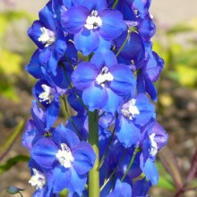 Delphinium elatum 'Polarnacht'