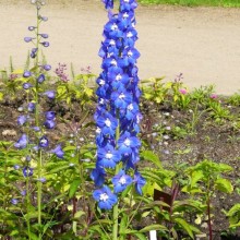 Delphinium elatum 'Polarnacht'