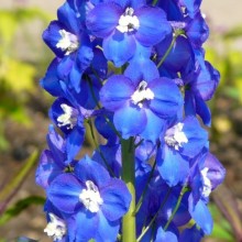 Delphinium elatum 'Polarnacht'