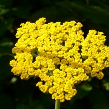 Achillea filipendulina 'Coronation Gold'