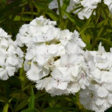 Dianthus barbatus 'Bílý'