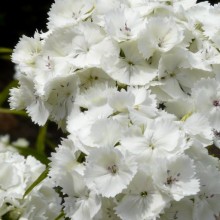 Dianthus barbatus 'Bílý'