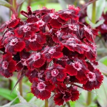 Dianthus barbatus 'Sooty'