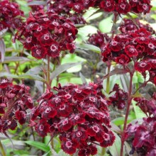 Dianthus barbatus 'Sooty'