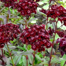 Dianthus barbatus 'Sooty'