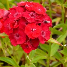 Dianthus barbatus 'Šarlatový'