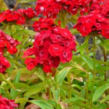 Dianthus barbatus 'Šarlatový'