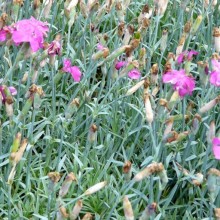 Dianthus gratianopolitanus 'Babí Lom'