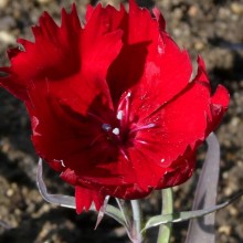 Dianthus hybr. 'Charm Crimson'